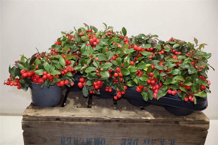 <h4>Gaulth Pr Big Berry</h4>