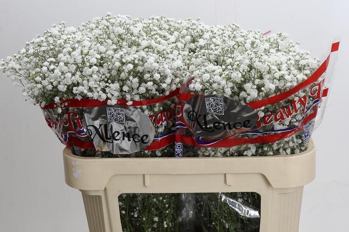 <h4>Gyps Xlence</h4>