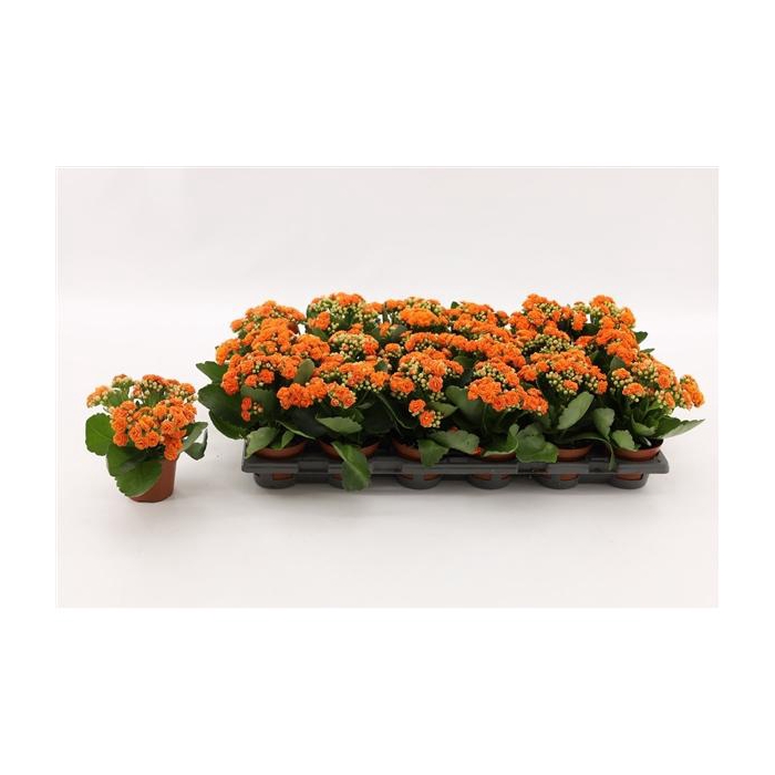 <h4>Kalanchoe Double Orange, without sleeve</h4>