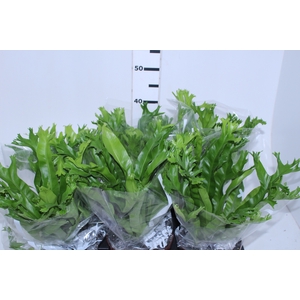ASPLENIUM CRISSIE P17