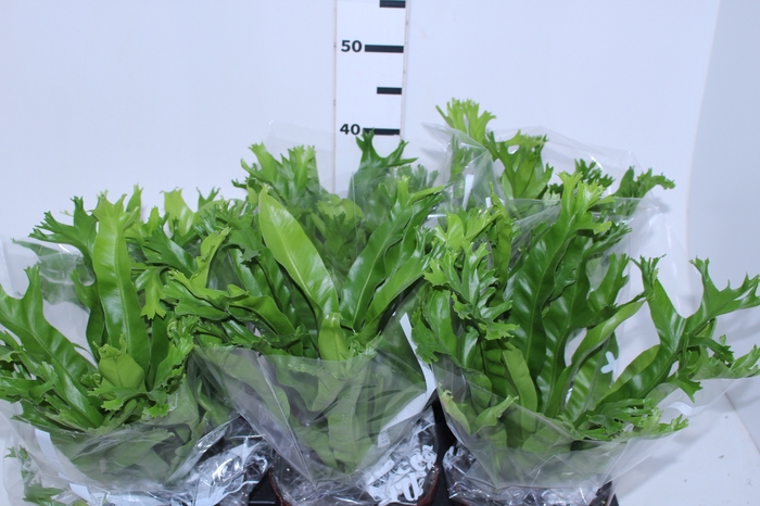 ASPLENIUM CRISSIE P17