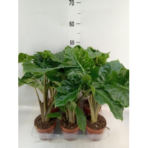 Alocasia  'Low Rider'