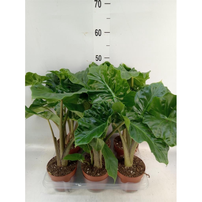 <h4>Alocasia  'Low Rider'</h4>