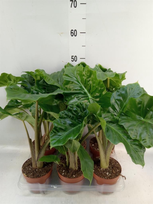 <h4>Alocasia  'Low Rider'</h4>