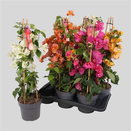 <h4>Bougainvillea Ov Gem</h4>