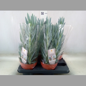 Curio ficoides 'Mount everest'