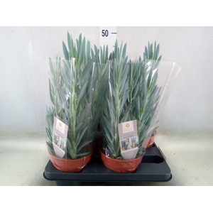 Curio ficoides 'Mount everest'