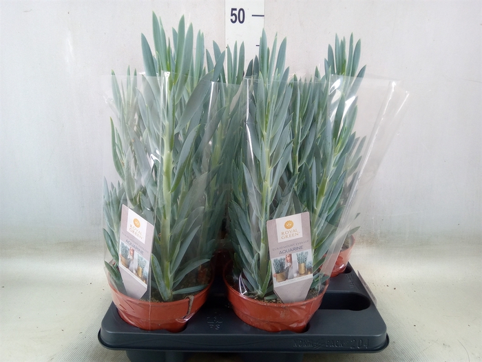 <h4>Curio ficoides 'Mount everest'</h4>
