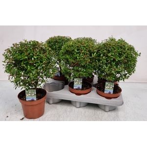 MYRTUS COM