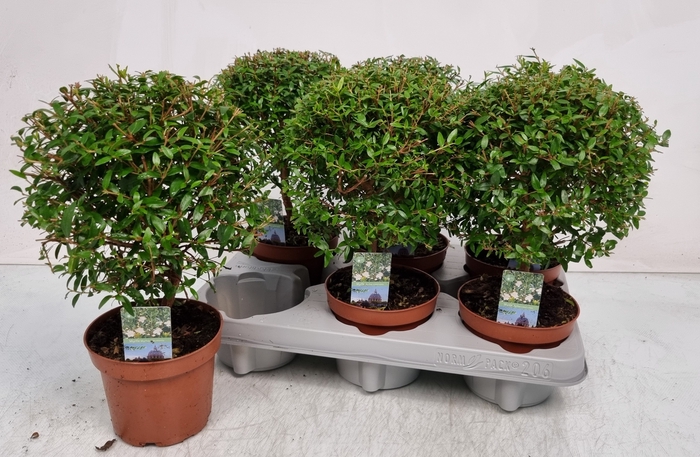 <h4>MYRTUS COM</h4>