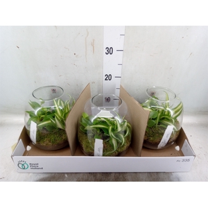 Arr.   Planten L%