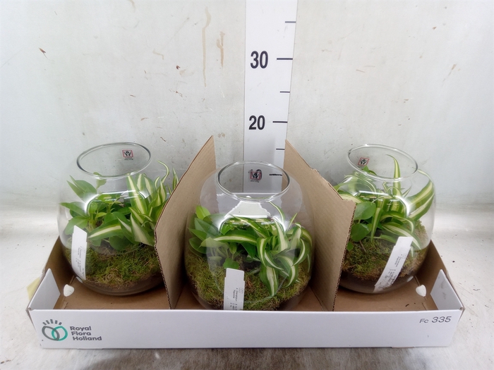 <h4>Arr.   Planten L%</h4>