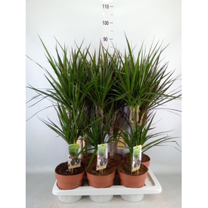 Dracaena   ...mix