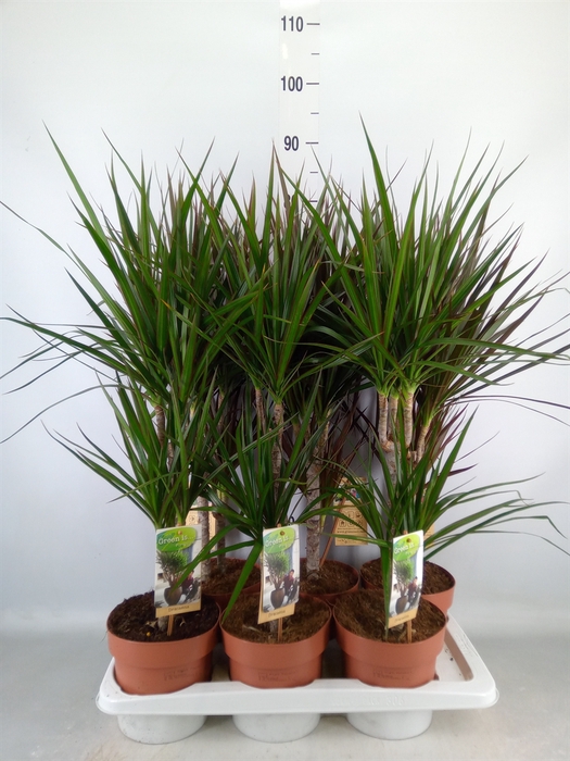 <h4>Dracaena   ...mix</h4>