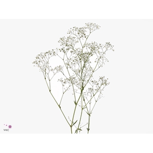 GYPSOPHILA XLENCE 30GR