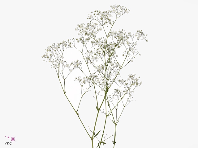 <h4>GYPSOPHILA XLENCE 30GR</h4>