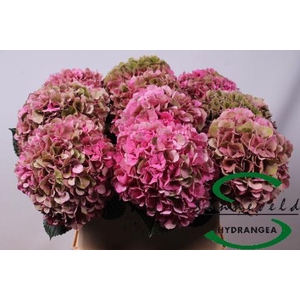 Hydrangea glowing alps classic