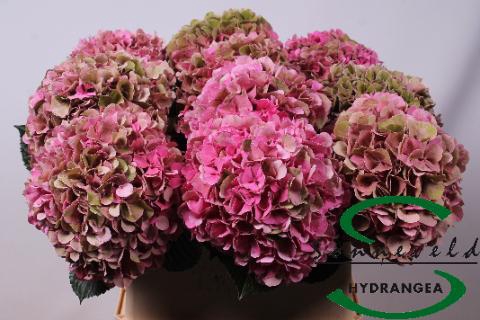 <h4>Hydrangea glowing alps classic</h4>