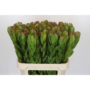 Leucad Saf Goldstrik