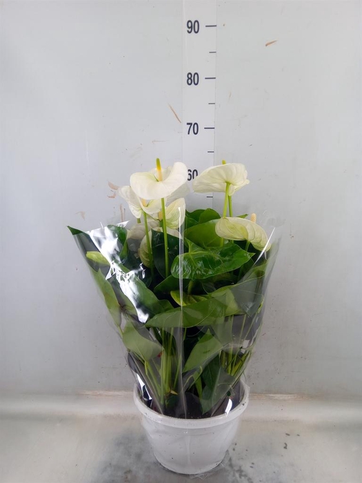 <h4>Anthurium andr. 'Cocos'</h4>