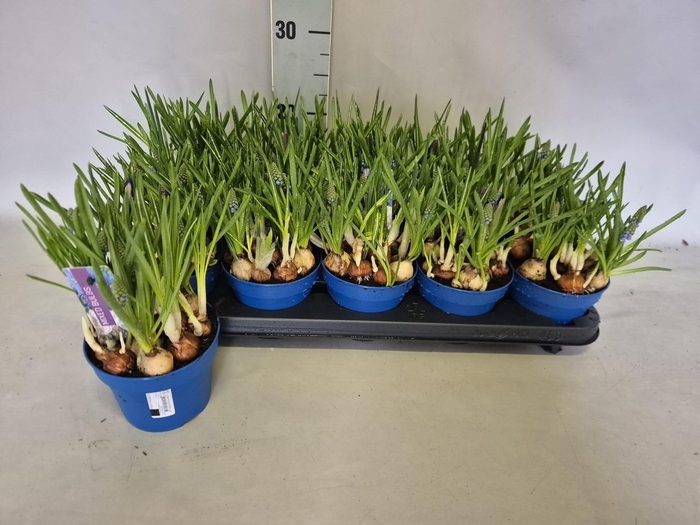 <h4>BOLBLOEMEN GEM</h4>