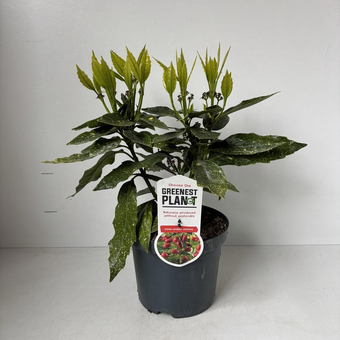 <h4>Aucuba japonica 'Variegata'</h4>