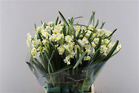 <h4>Narc Ta Avalanche</h4>