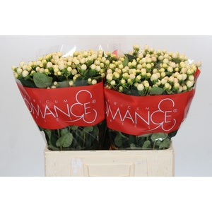 Hypericum Cool Romance
