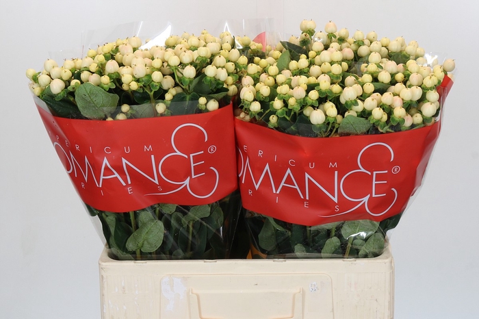 <h4>Hypericum Cool Romance</h4>