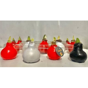 BLOEMBOL HIPPEASTRUM