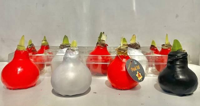 <h4>BLOEMBOL HIPPEASTRUM</h4>