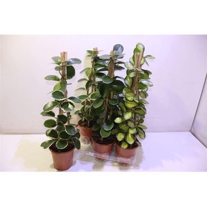 arr8 Hoya Gem Piramide