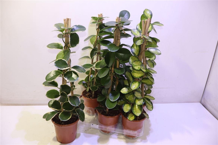 <h4>arr8 Hoya Gem Piramide</h4>