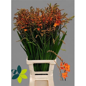 Crocosmia Peach Melba