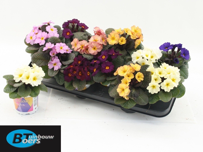 <h4>PRIM AC OBSID GEM</h4>