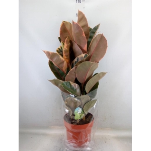 Ficus elastica 'Belize'