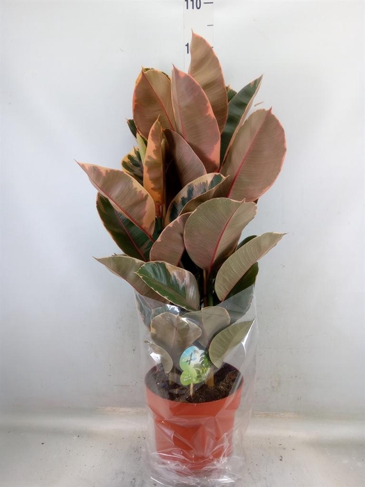 <h4>Ficus elastica 'Belize'</h4>
