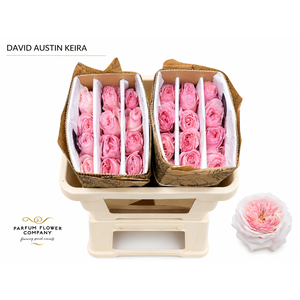 Rosa David Austin Keira