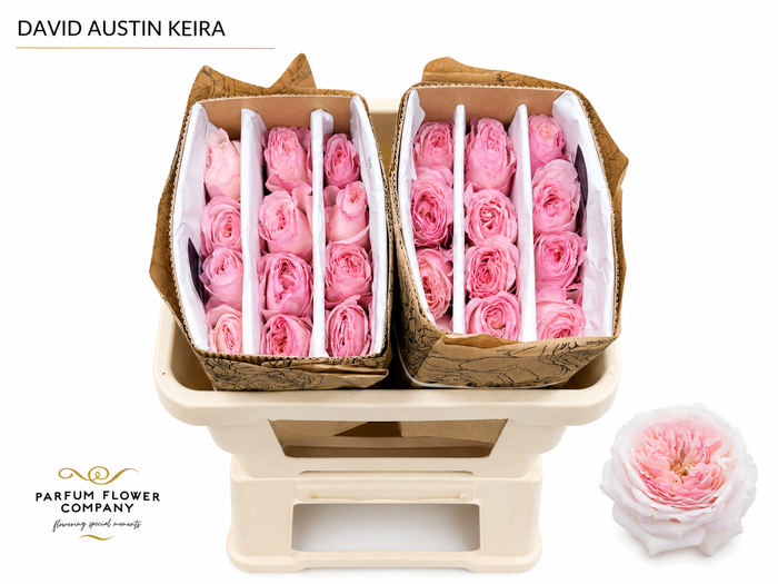 <h4>Rosa David Austin Keira</h4>