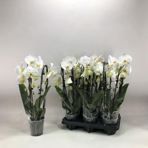 PHAL CASCADE WHITE 2 TAK