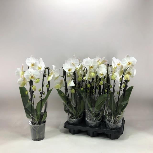 PHAL CASCADE WHITE 2 TAK