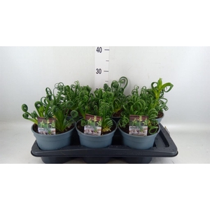 Albuca spiralis 'Frizzle Sizzle'