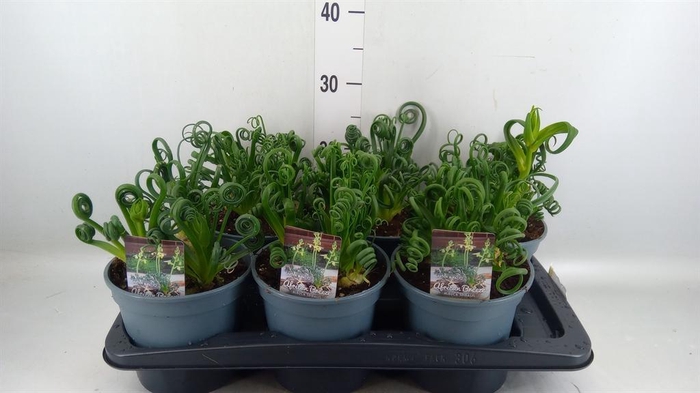 <h4>Albuca spiralis 'Frizzle Sizzle'</h4>