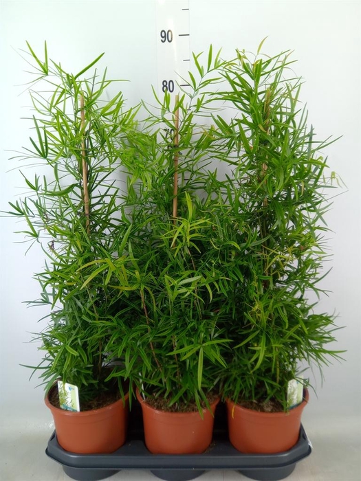 <h4>Asparagus falcatus</h4>