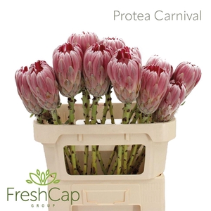 Protea Carnival No Leaves