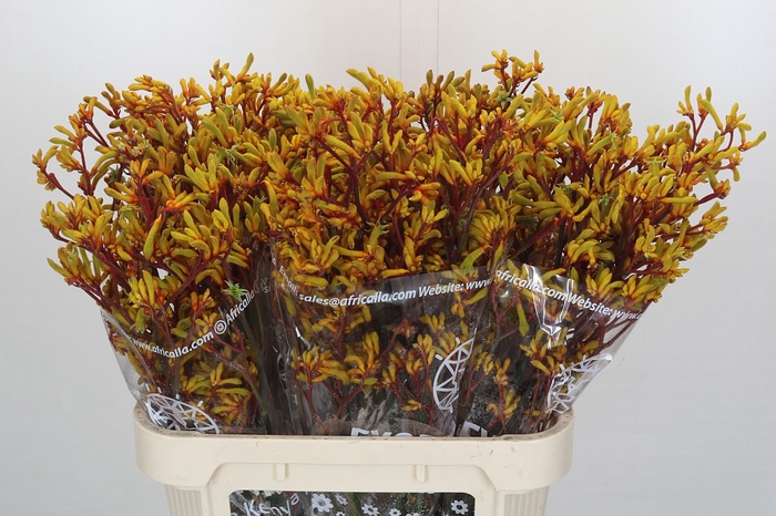 <h4>Kangaroo Paw Gold Fever</h4>