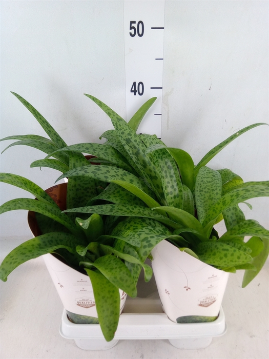 <h4>Drimiopsis maculata</h4>