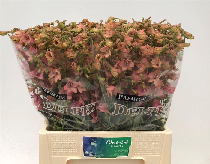<h4>Delph Ru En Pink Sensation</h4>