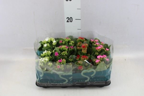 <h4>Kalanchoe blos.   ..</h4>