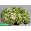 Hydrangea mag noblesse